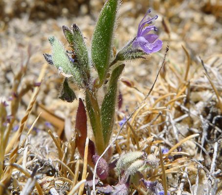 Trichostema austromontanum ssp. compactum