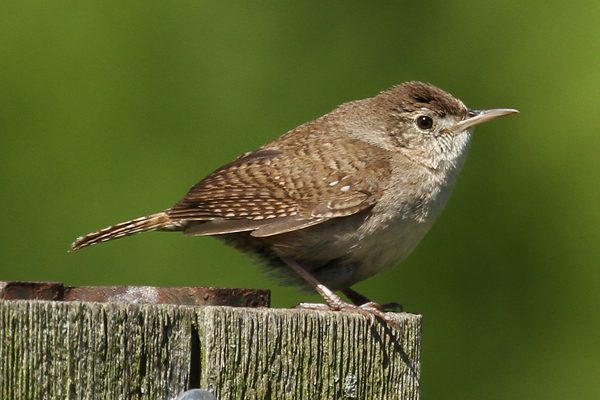 Troglodytes aedon mesoleucus