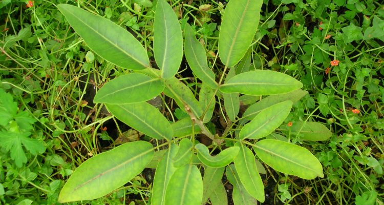 Zanthoxylum hawaiiense