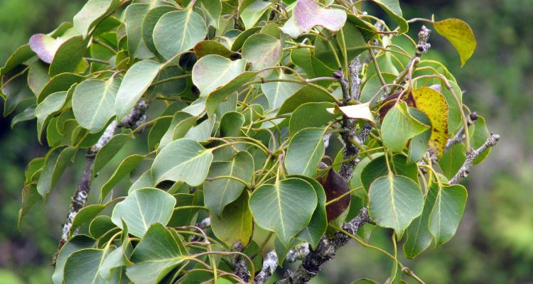 Zanthoxylum oahuense