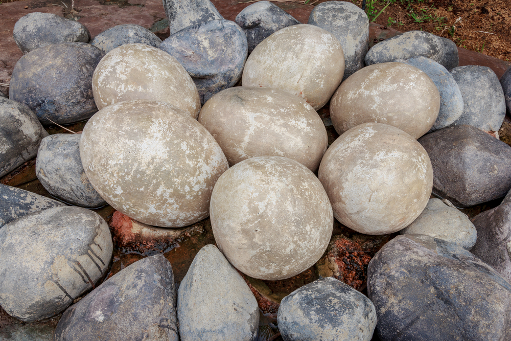 Dinosaur eggs took 3 to 6 months to hatch, study finds