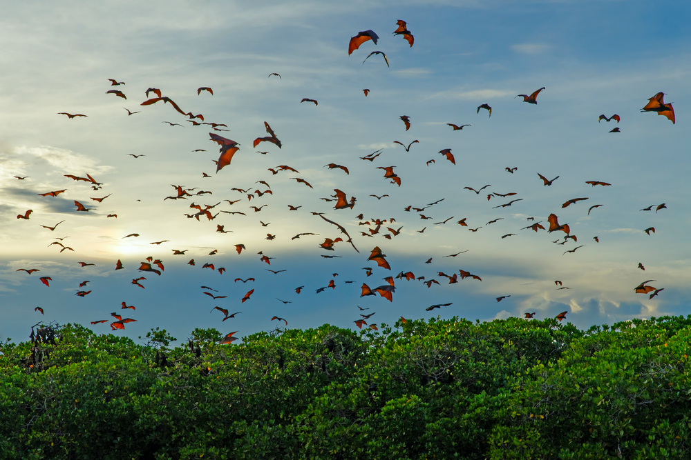 Bats avoid collision by working together, quieting down in a crowd