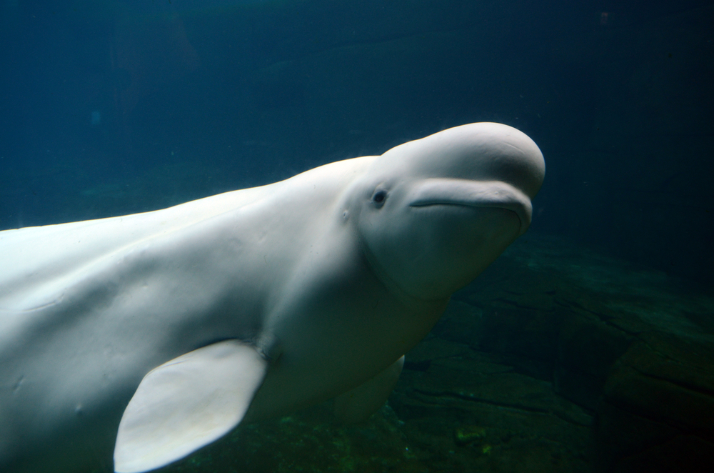 Endangered beluga whales in Alaska are focus of NOAA plan