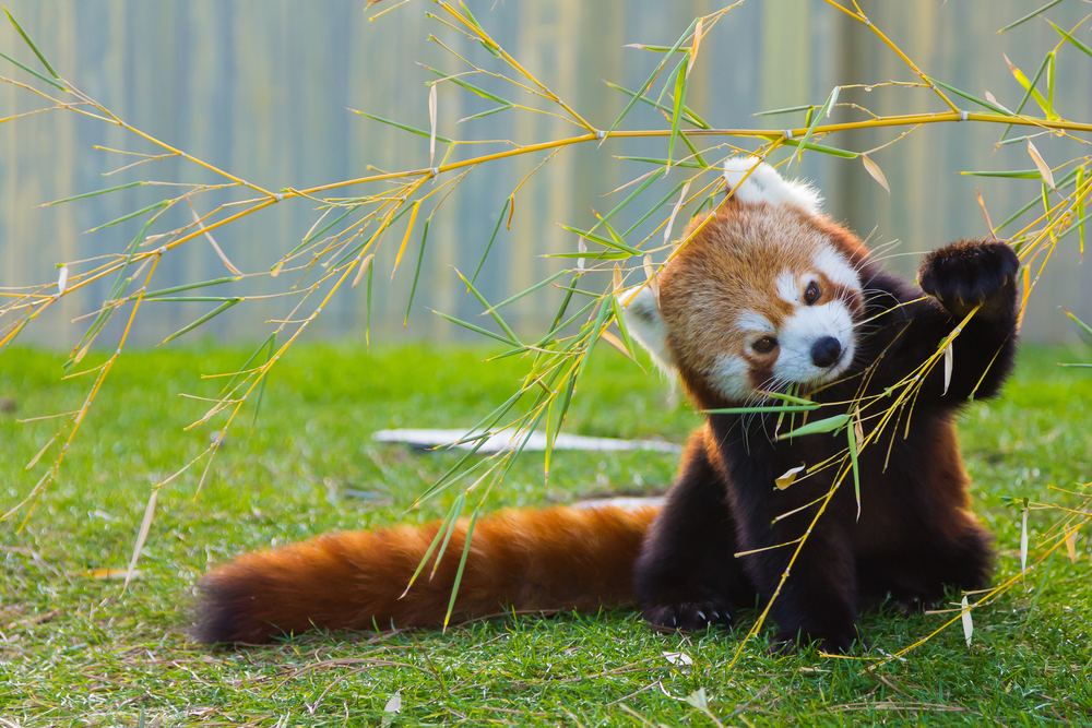 Second endangered red panda dies at Philadelphia zoo