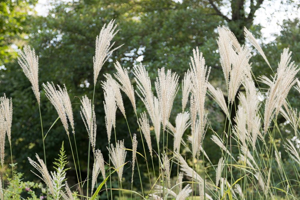 New plant database could set the pace for biofuel production