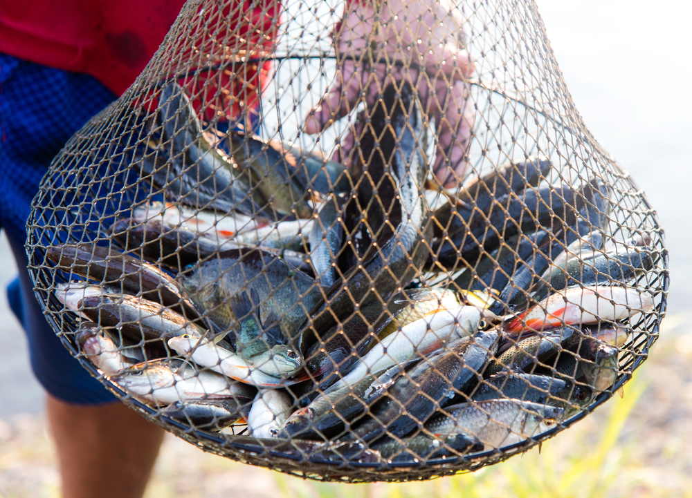 NOAA plans to open federal waters to fish farming in Pacific