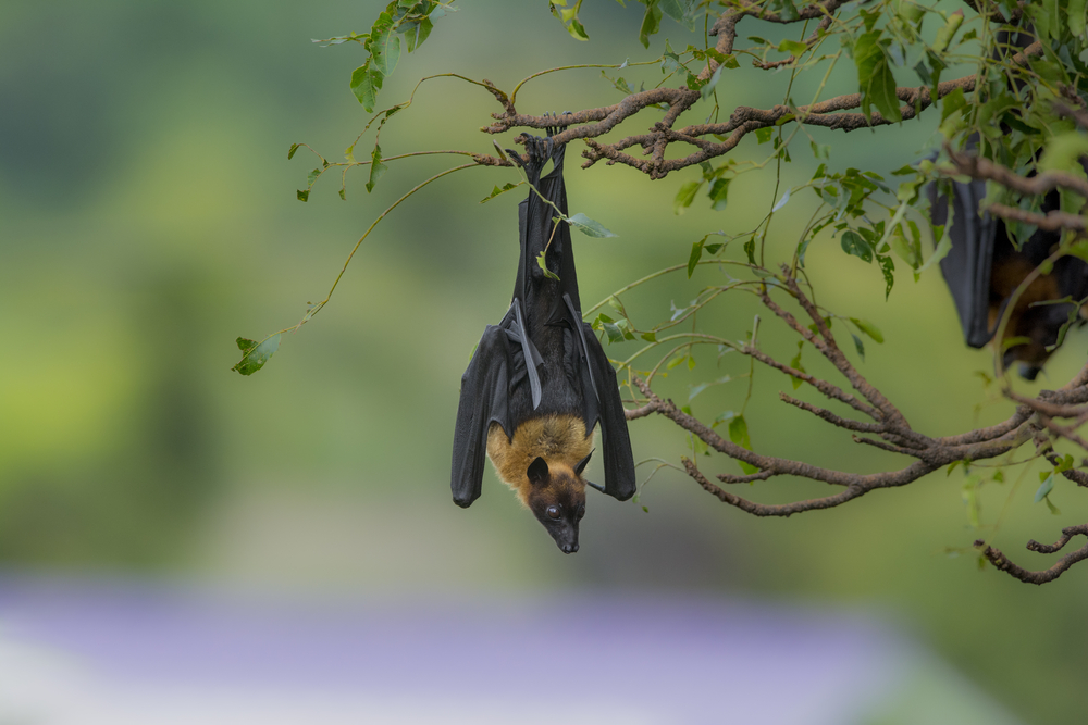 Bat-friendly tequila is helping one endangered species recover