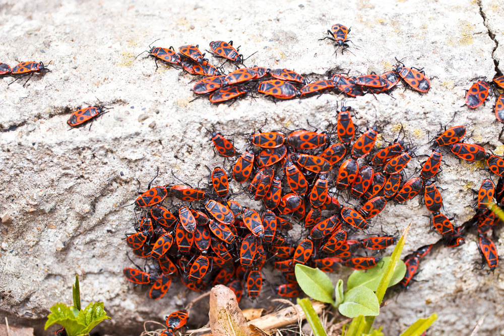 Study: fragile insects can't take the heat when it comes to reproduction