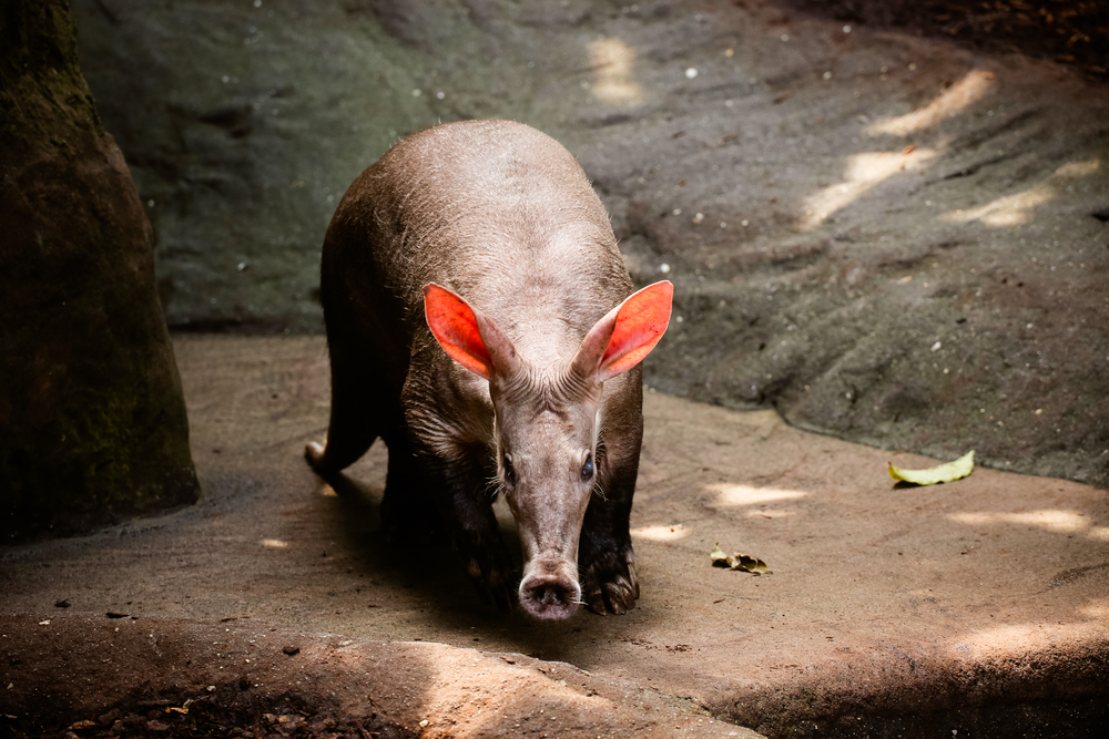 Philadelphia Zoo mourns loss of oldest aardvark in U.S.
