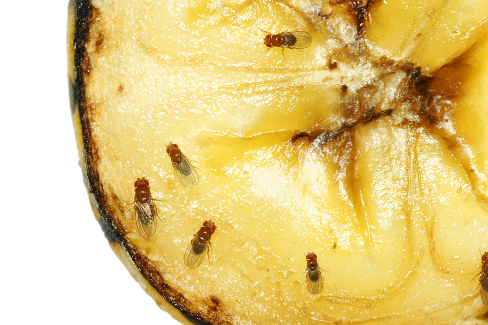 Scientists explore why fruit flies can drink you under the table
