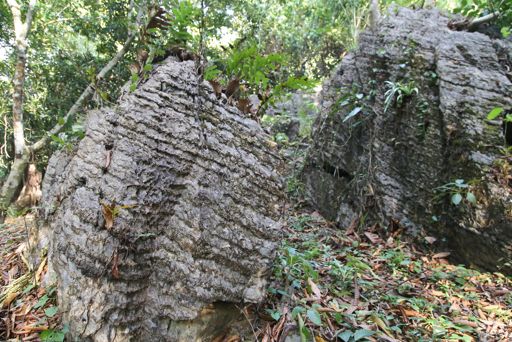 Could fossils mean that life evolved on Earth once before?