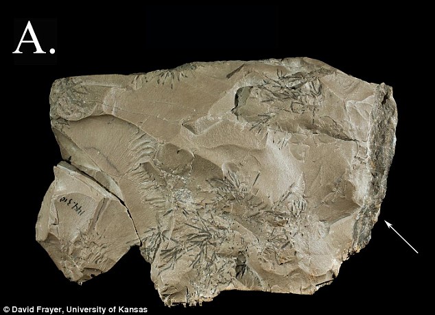 Were Neanderthals the first interior decorators?