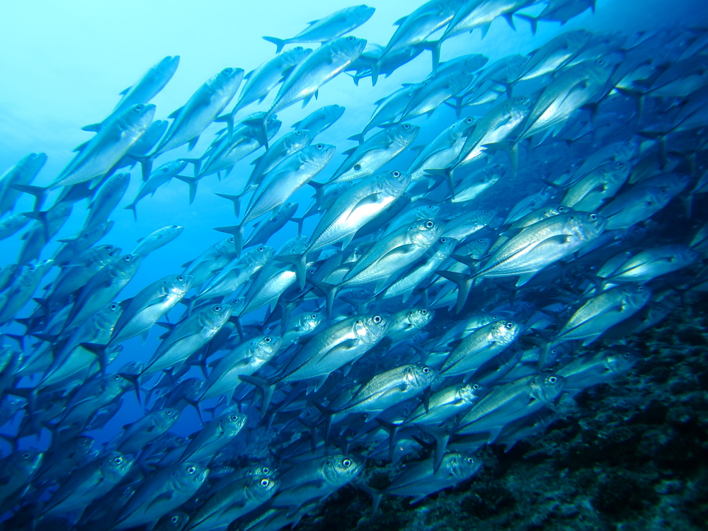 How a volcanic eruption changed New England’s fishing industry