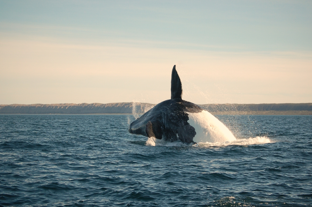 Scientists investigate mysterious baby whale deaths