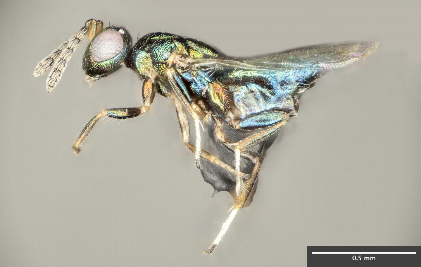 Parasite wasp goes ‘Alien’ and emerges from host’s head