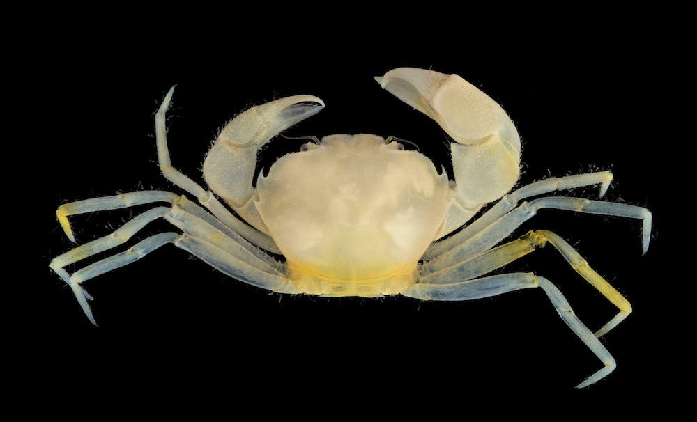 New crab species named after Harry Potter favorite