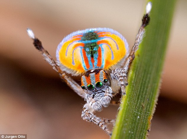 Male spiders use rainbow colors and dancing to find females