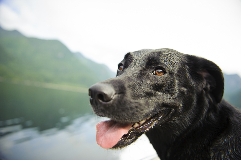 Scientists suggest a new flu vaccine for your dog