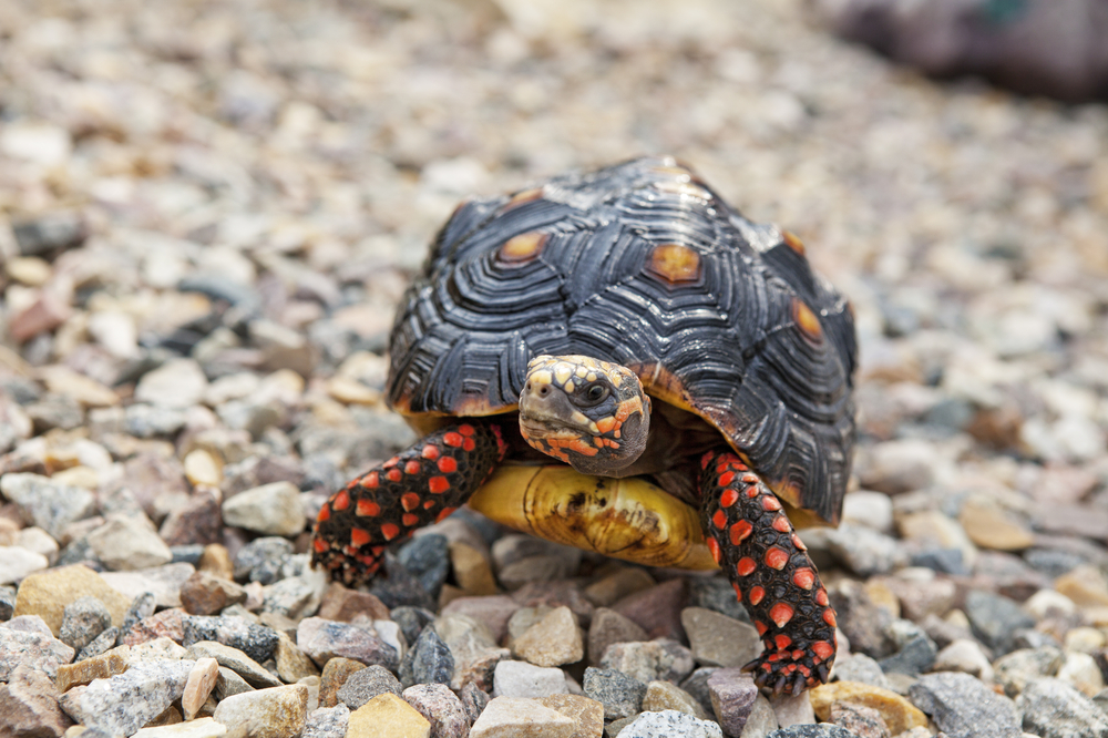 Red-footed tortoises have tremendous long-term memories