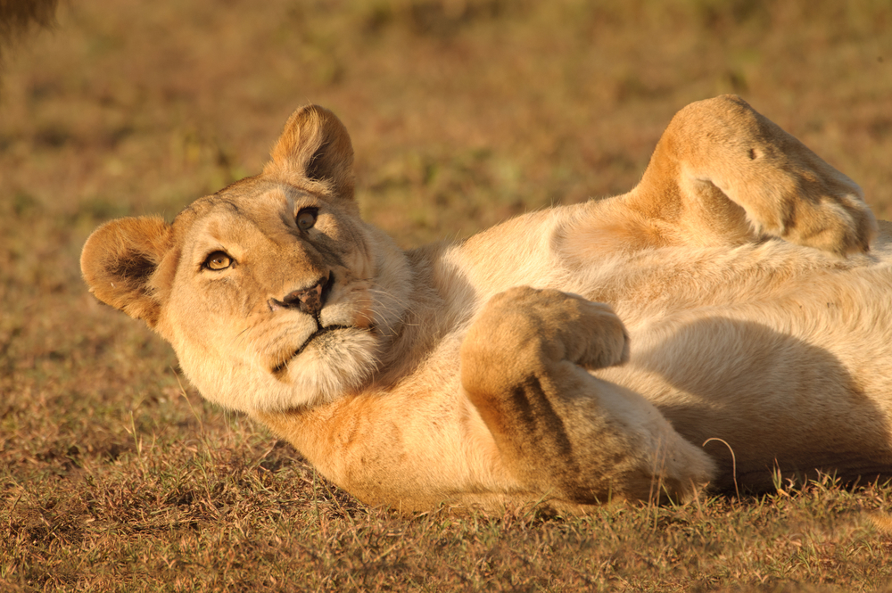 Experts: Asian lion bone market may fuel African poaching