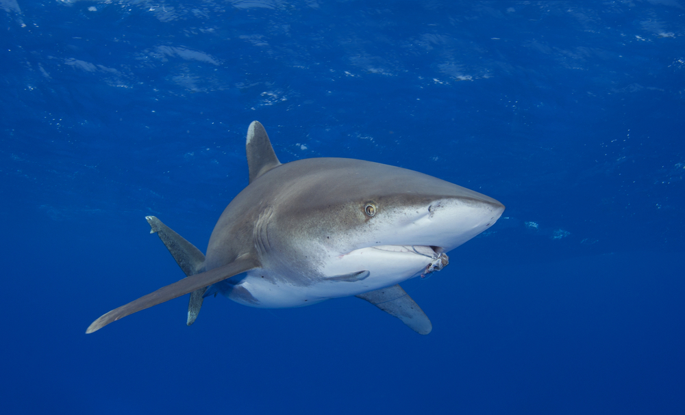Will the whitetip shark soon be listed as threatened?