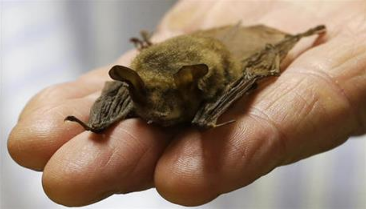 Ohio gas pipeline may be halted by a tiny bat species