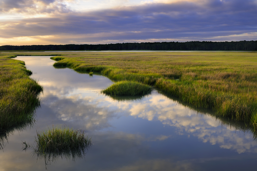 Rising sea levels will kill off salt marshes, scientists warn