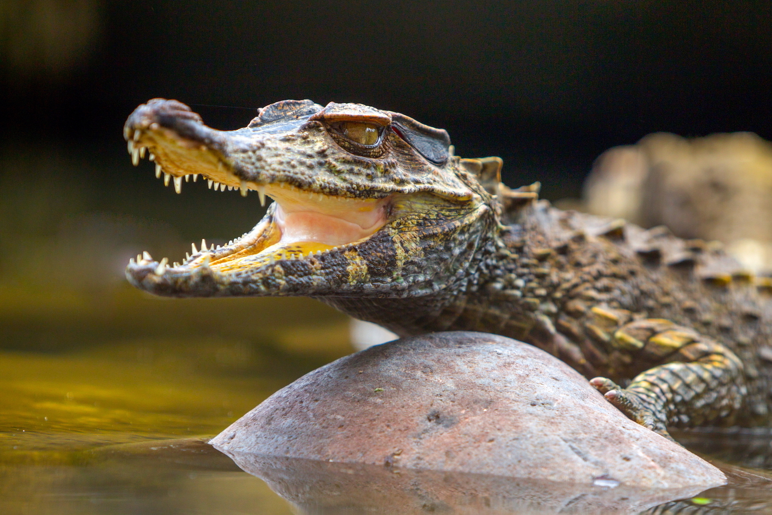 Take a look at this brand new species of crocodile