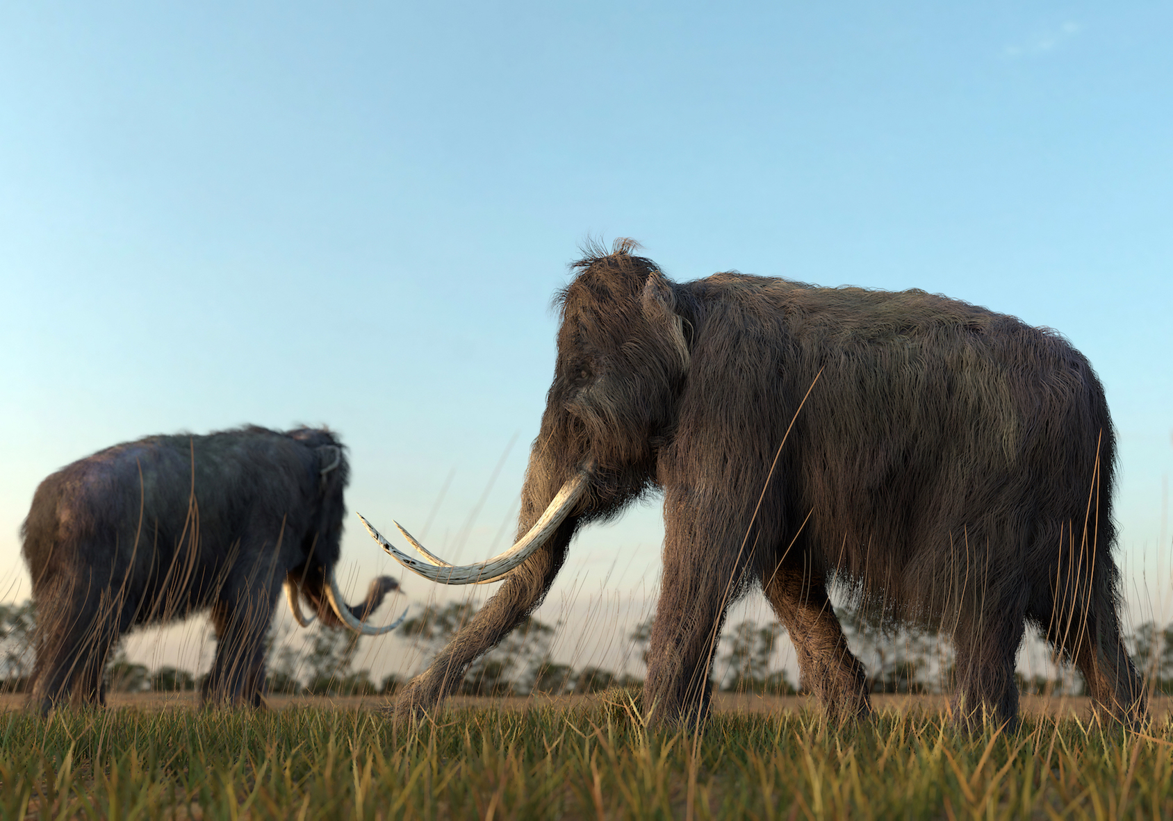 Could woolly mammoths be coming back from the dead – and SOON?