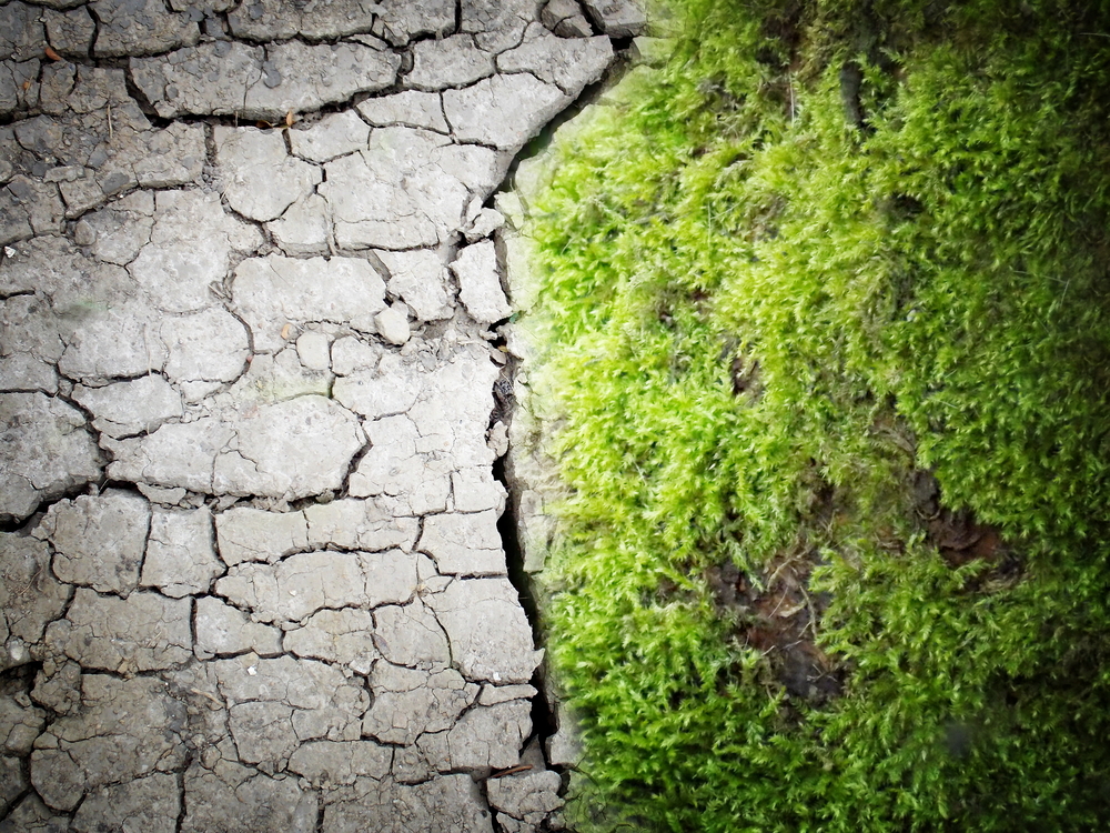 Just the facts? Climate change advocacy doesn't hurt scientists' credibility