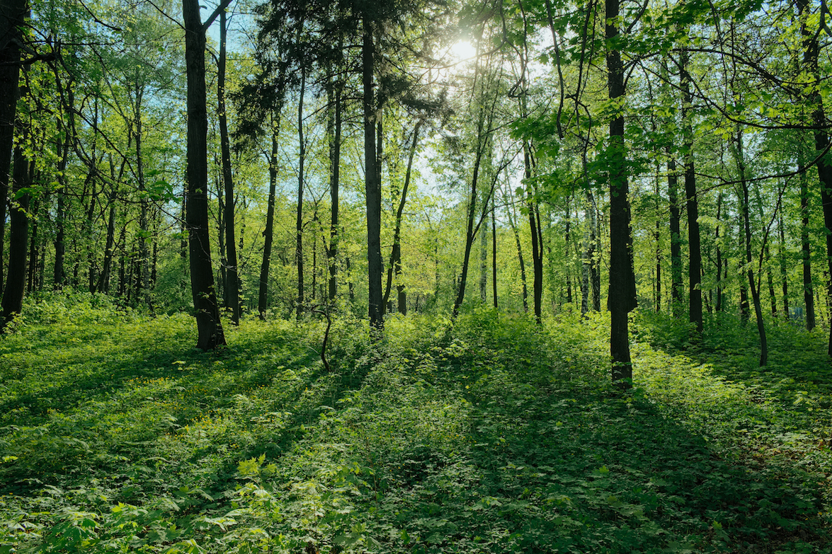 Forests reduce greenhouse gases, but don't overpromise