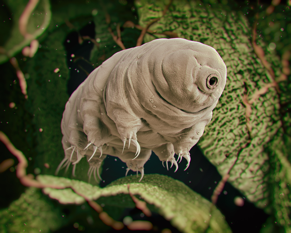 Tiny survivors: how tardigrades withstand extreme conditions