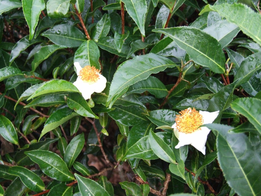 Why is tea delicious? Tea tree DNA may provide the answer