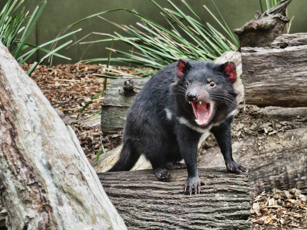 Biologists unraveling mystery of deadly Tasmanian devil tumor