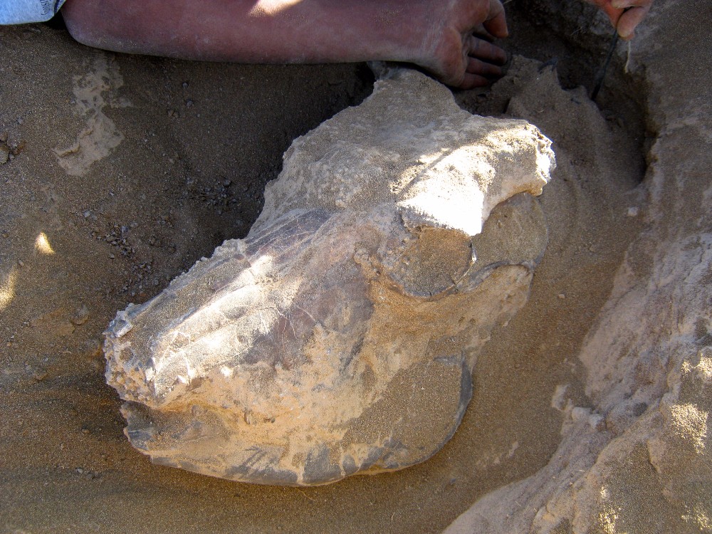 Animal fossils give anthropologists key to recreating early human environment
