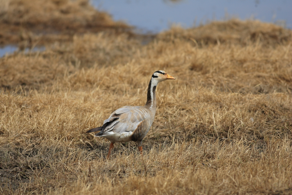 China's wild geese are homebodies, and it could be hurting their numbers