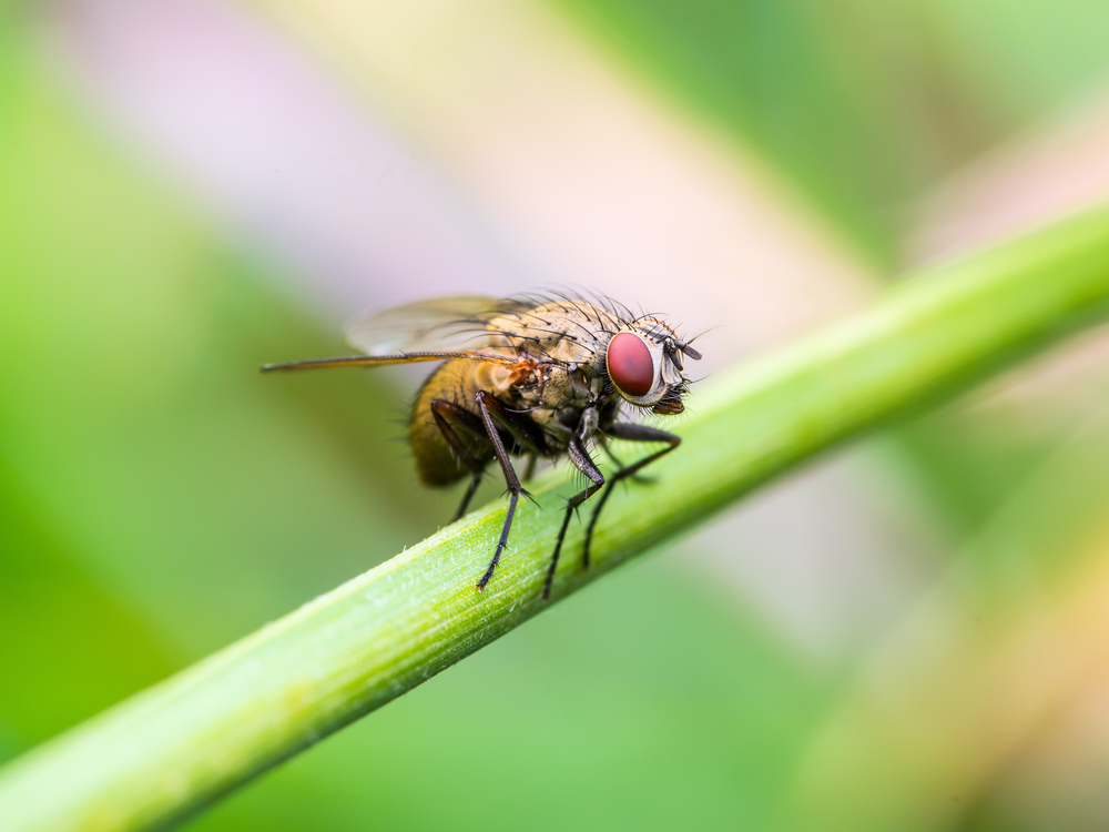 Fruit fly brains are complex navigational tools