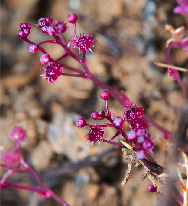 Non-photosynthesizing plant discovered on Japanese island