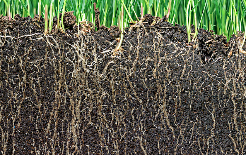 How some plant architectures mimic subway system designs