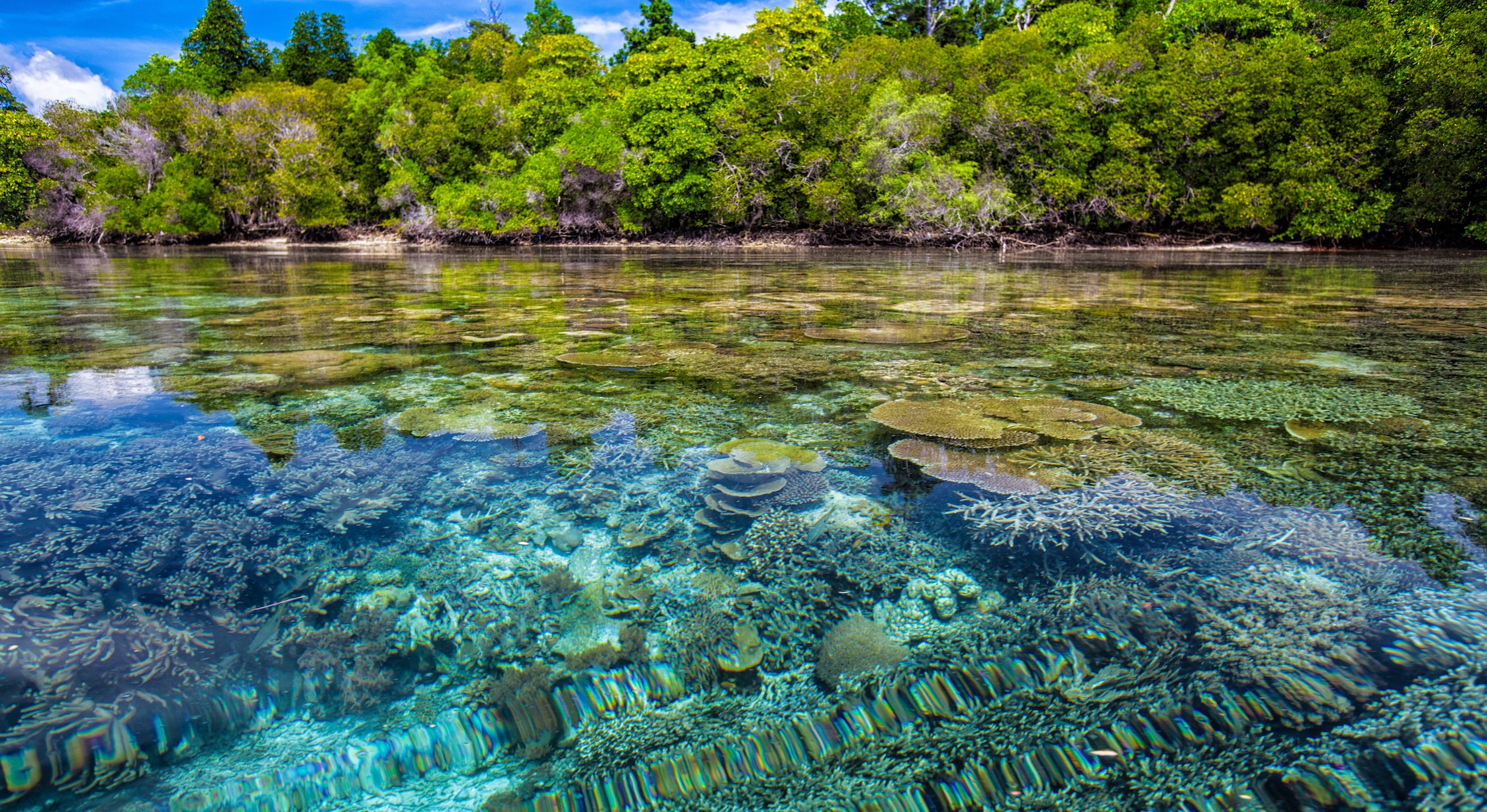 Project to save the Belize coastline provides useful blueprint