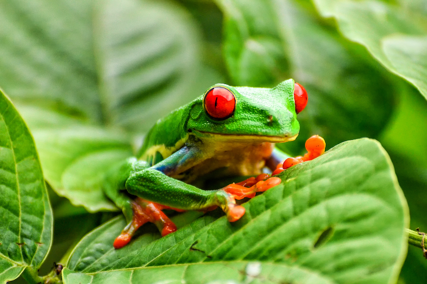 New species of frog discovered in Peruvian Andes