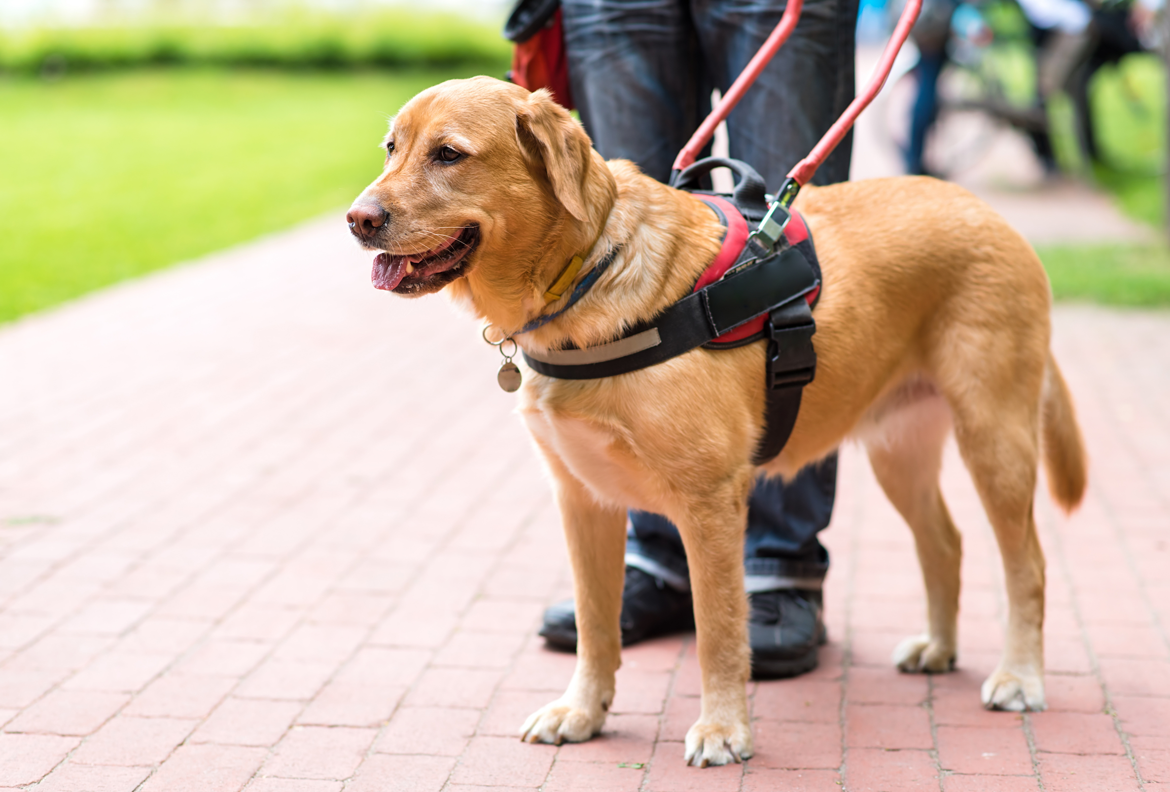 Successful guide dogs less likely to have overbearing mothers