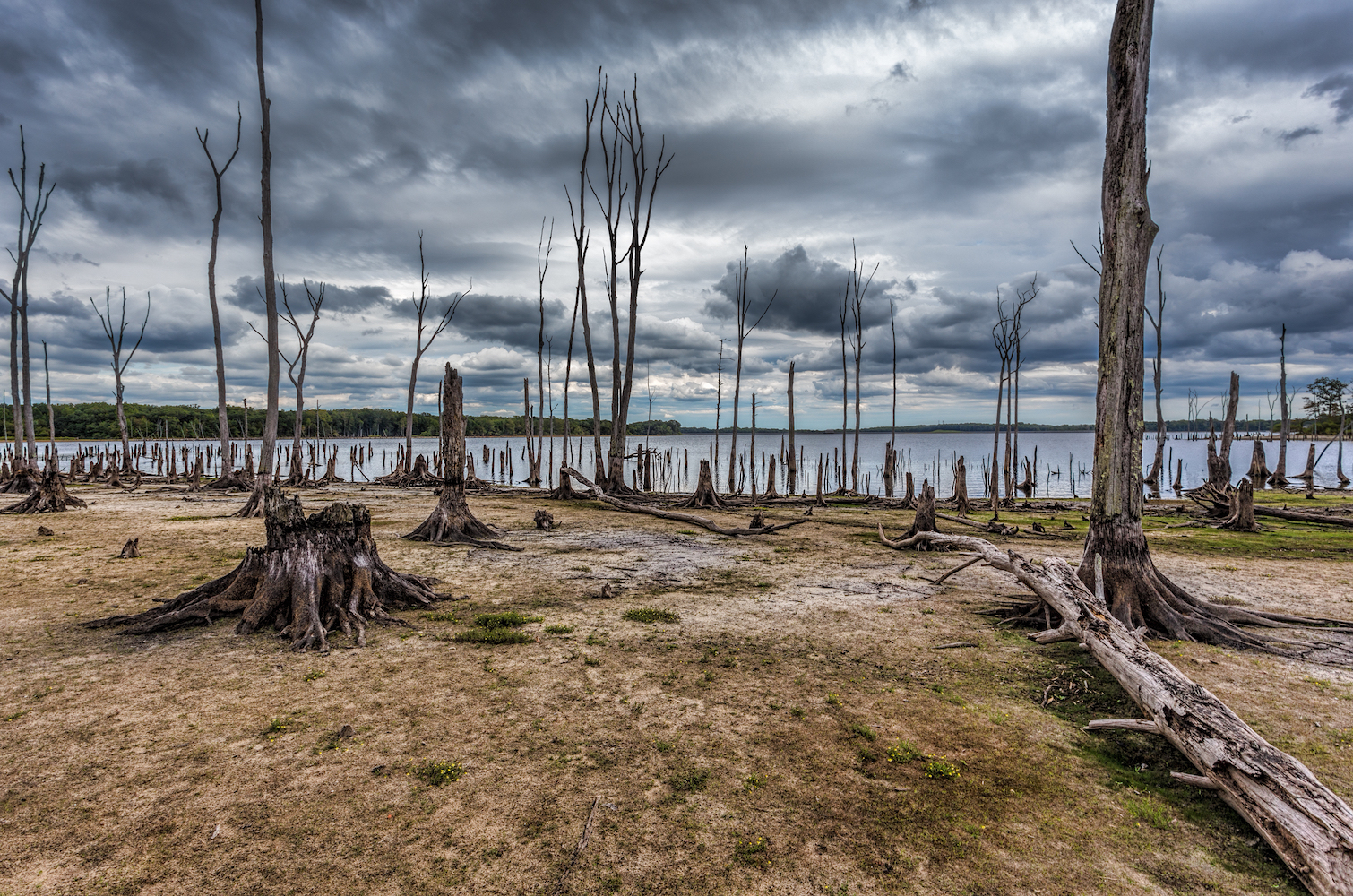 What actually causes trees to die during droughts