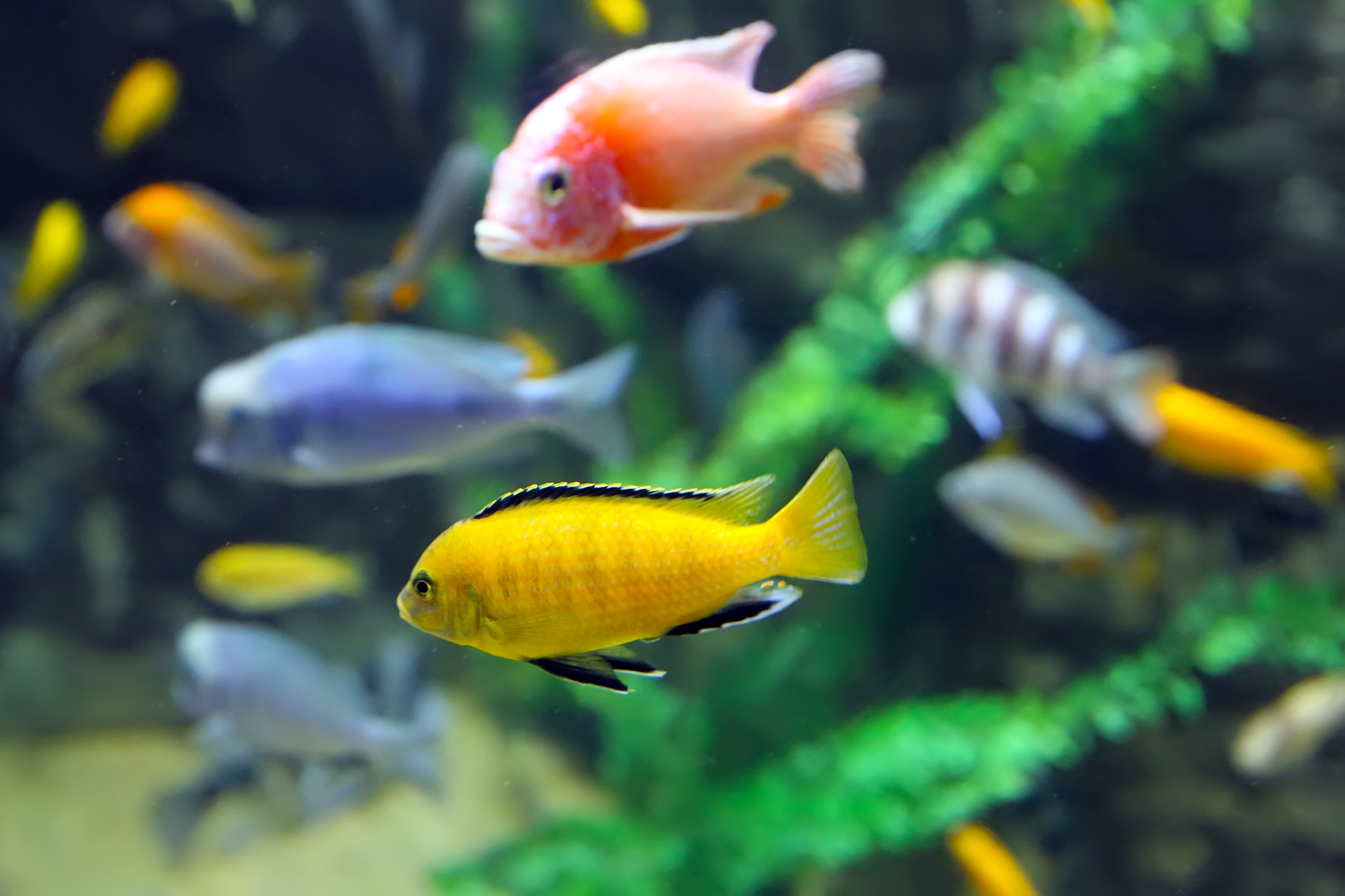 How behavior during early youth influences physical body traits