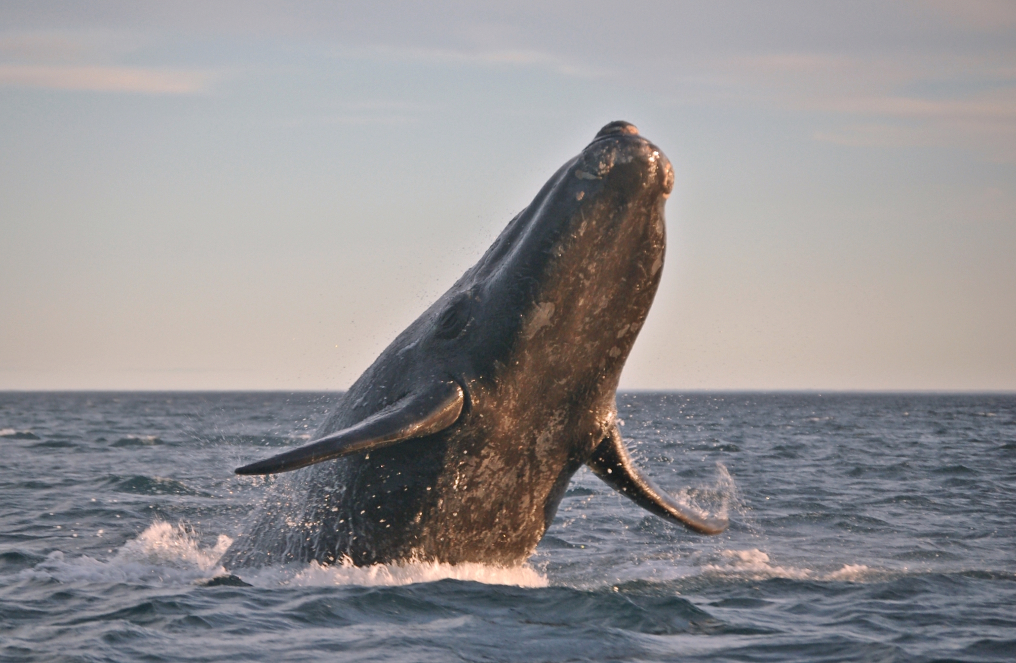 Why are so many North American whales dying off so quickly?