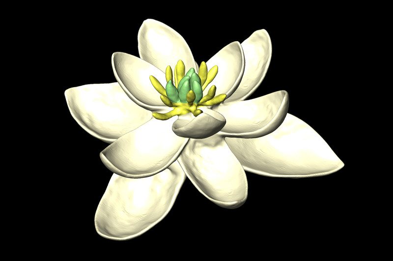 The first flower on Earth may have looked like this