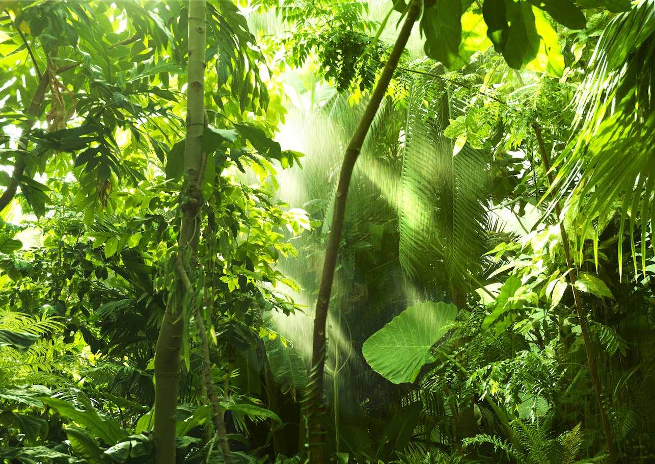 Humans have been impacting tropical forests for over 45,000 years
