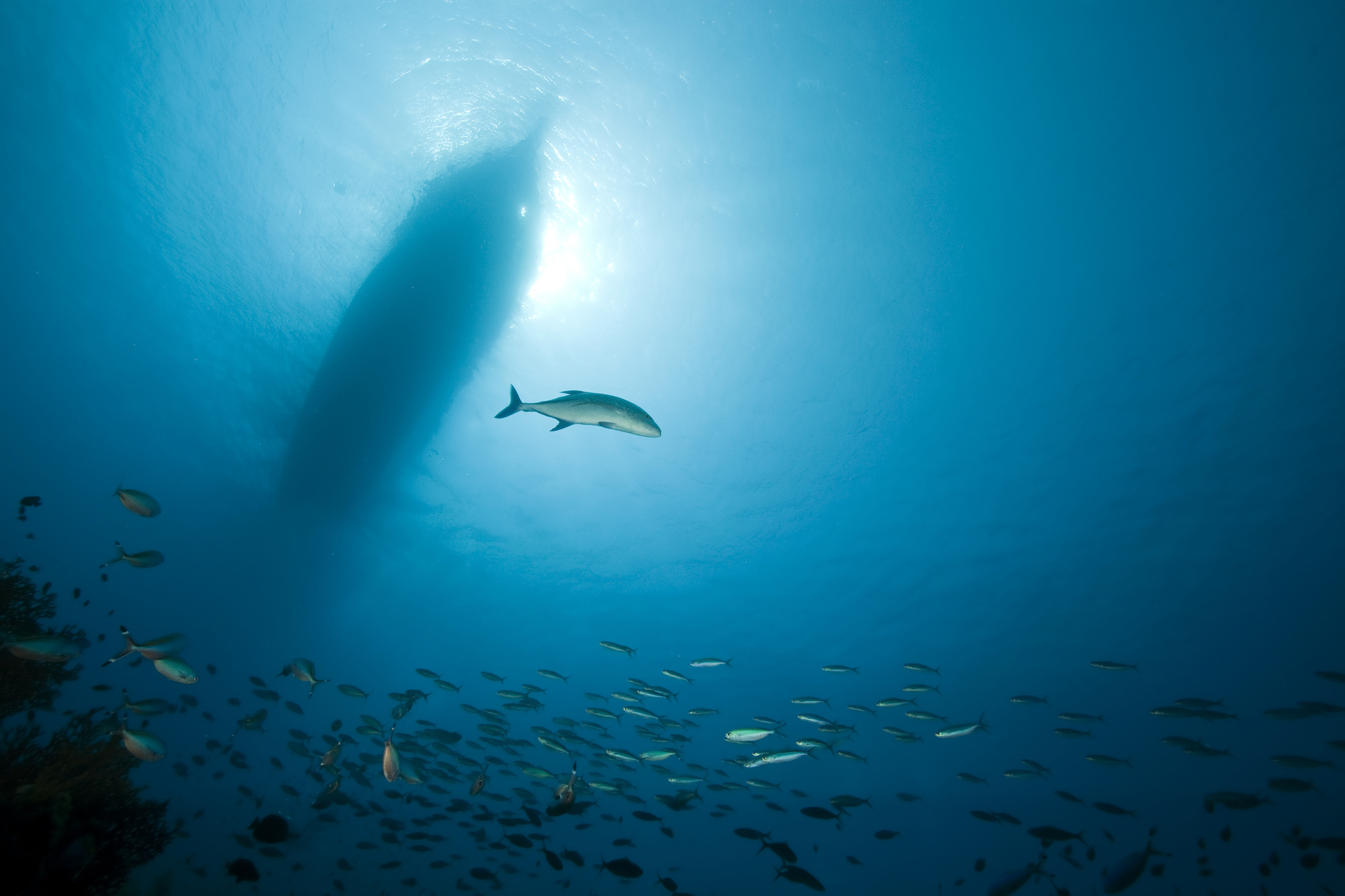 Ocean noise pollution makes fish stressed and disoriented