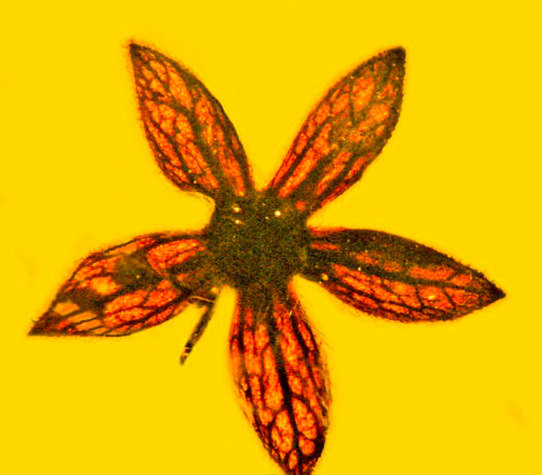 New species of flower discovered in 100 million year-old amber