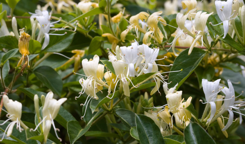 Vine Plant Identification 101